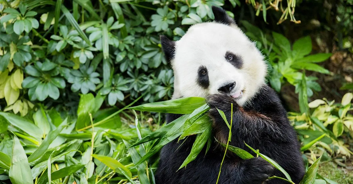 Hong Kong Welcomes New Panda Pair, Boosting "Panda Economy" Hopes