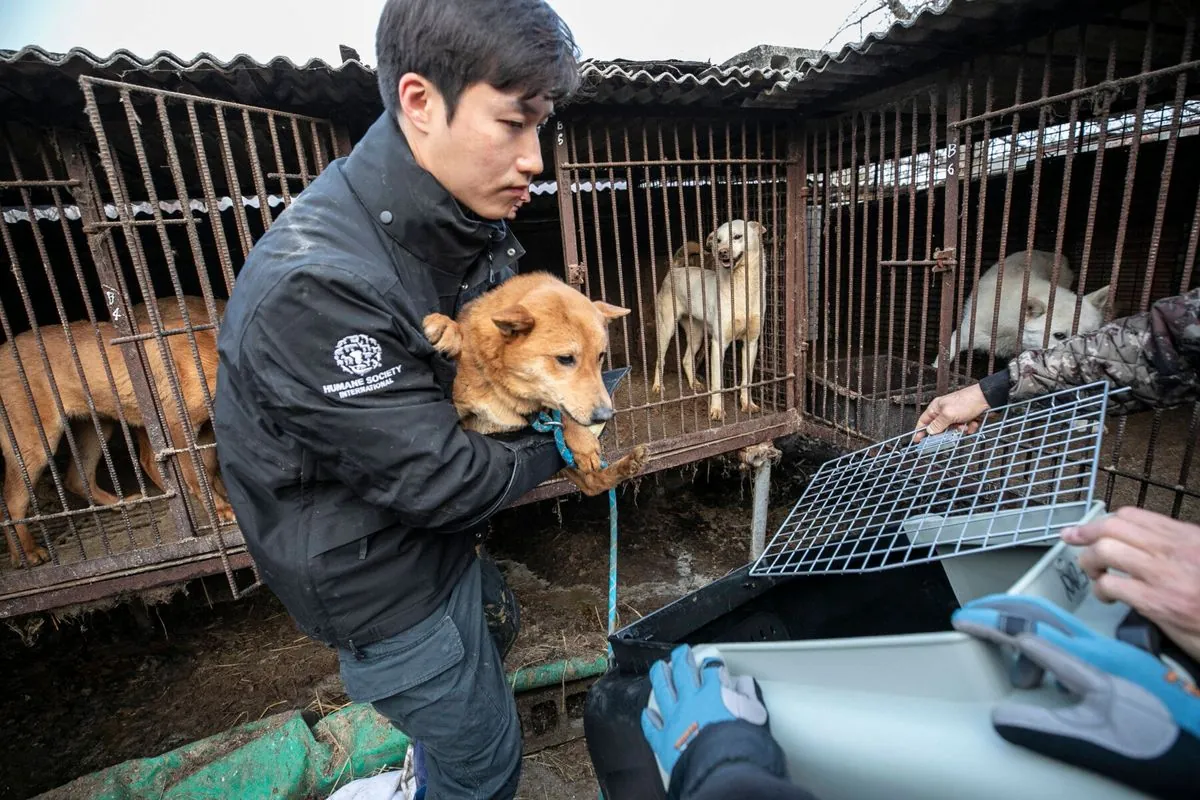 South Korea Unveils Plan to Ban Dog Meat and Rehome 500,000 Dogs