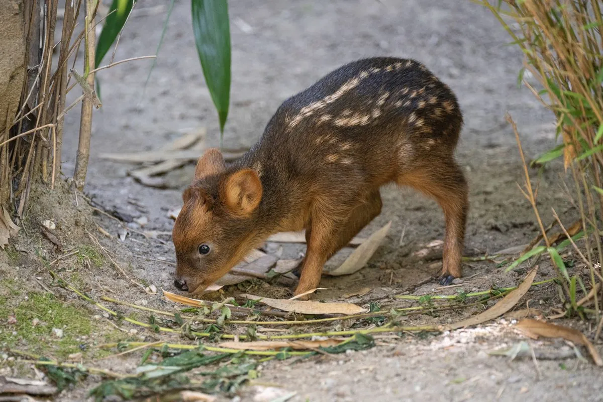 Warsaw Zoo Welcomes Rare Southern Pudu Fawn, Seeks Public's Help for Naming