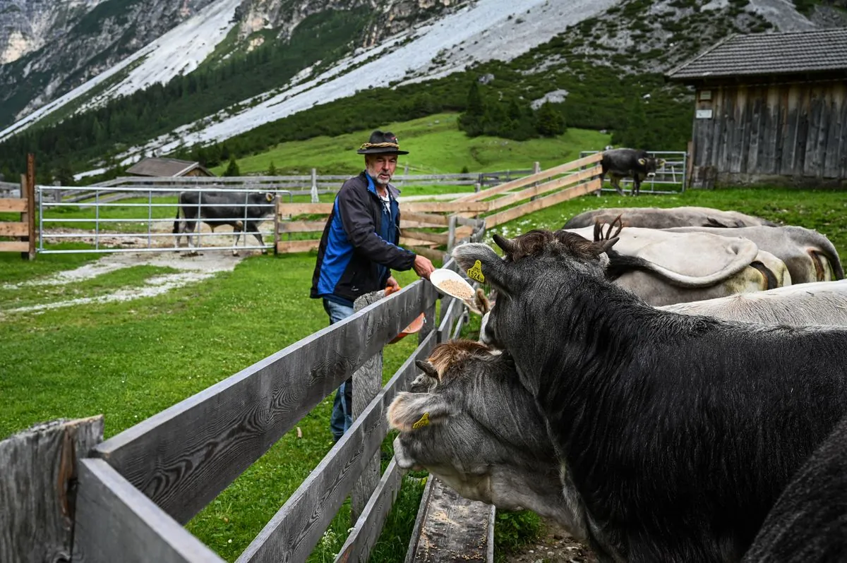 Switzerland Approves Wolf Culls in Five Cantons Amid Growing Controversy