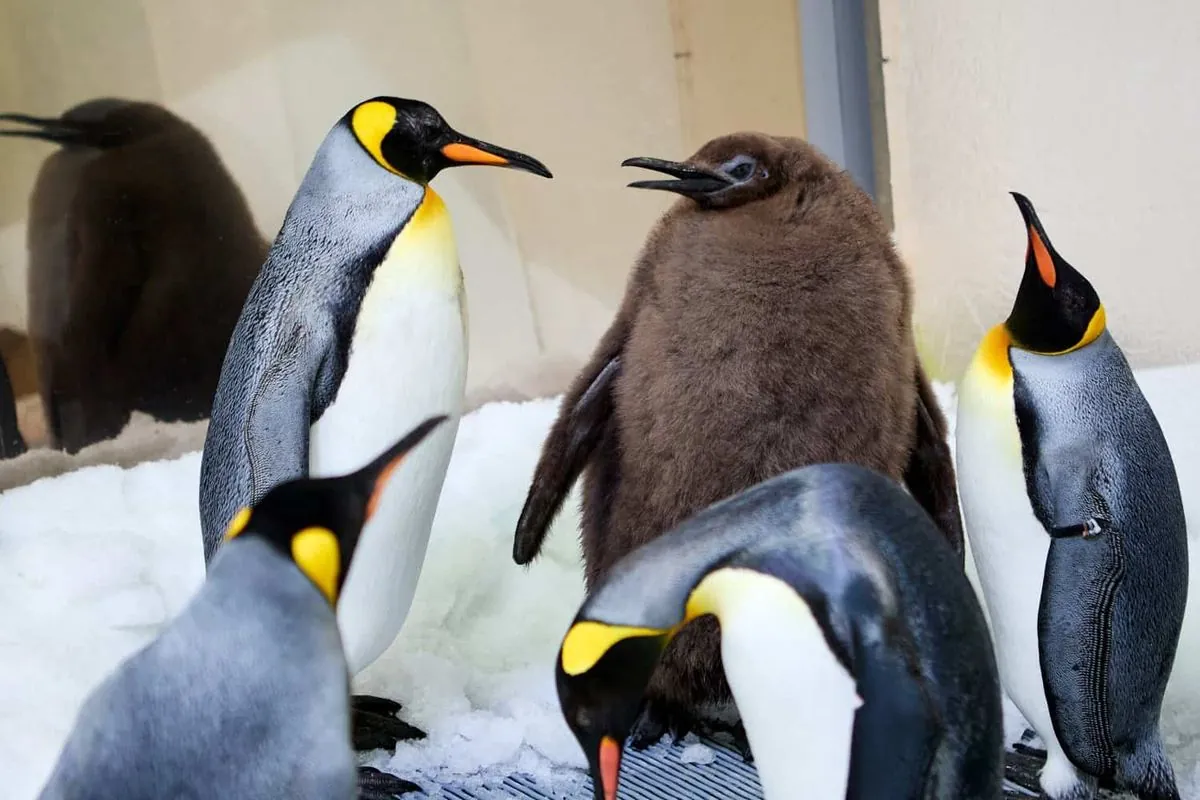 Oversized King Penguin Chick 'Pesto' Captivates Visitors and Celebrities