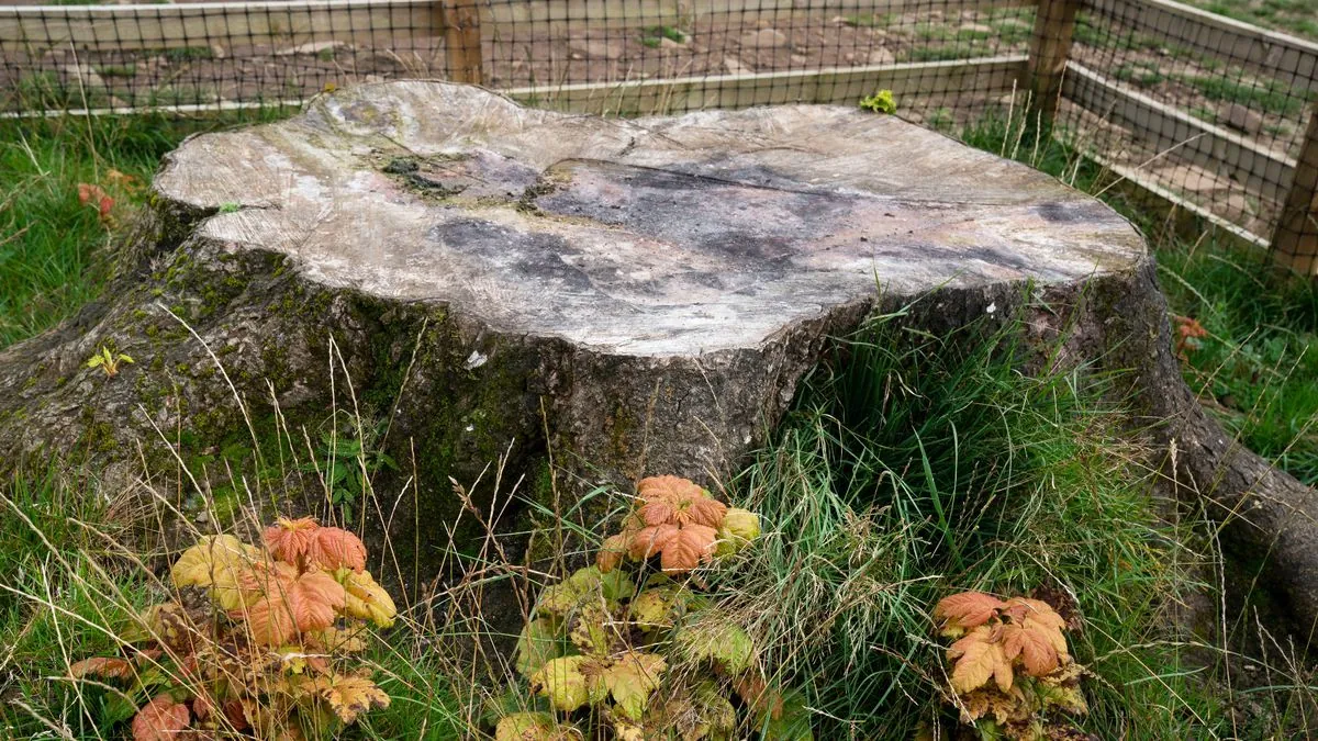 Iconic Sycamore Gap Tree Lives On: UK-Wide Sapling Distribution Begins