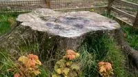 Iconic Sycamore Gap Tree Lives On: UK-Wide Sapling Distribution Begins