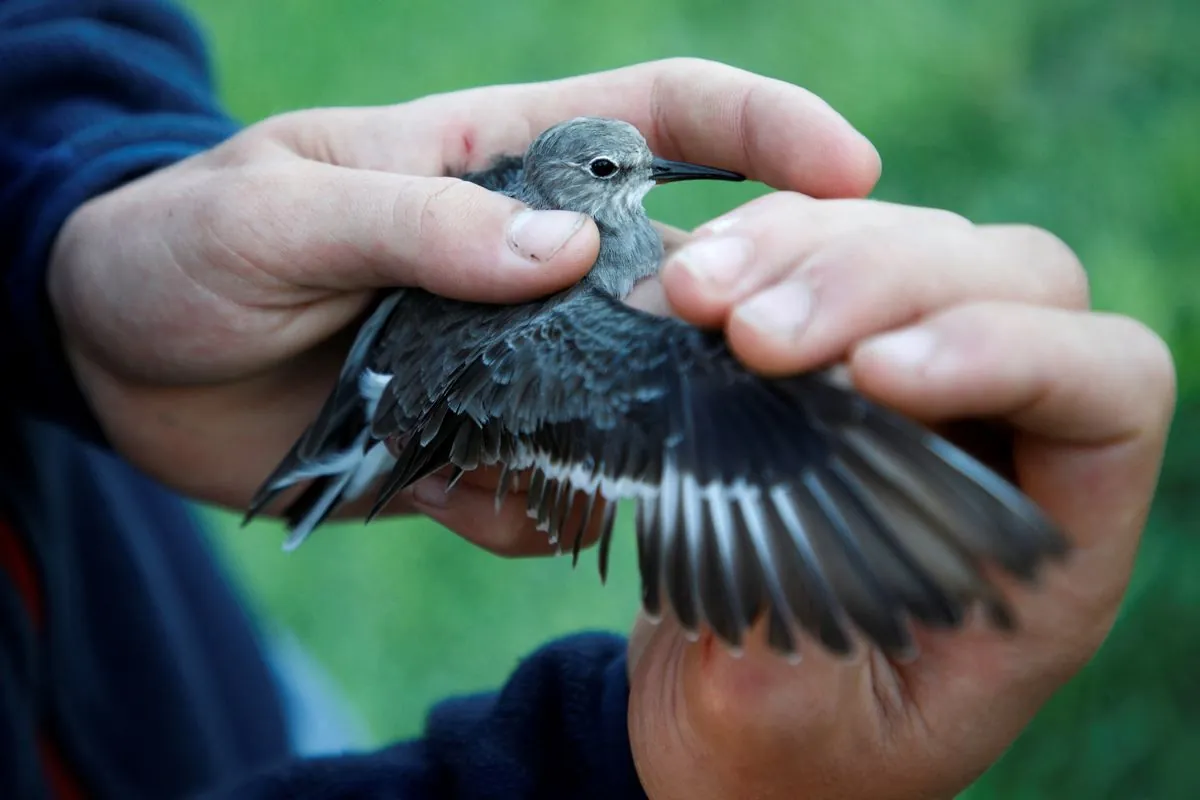 Montenegro's Former Salt Lake: A Crucial Stopover for Migrating Birds