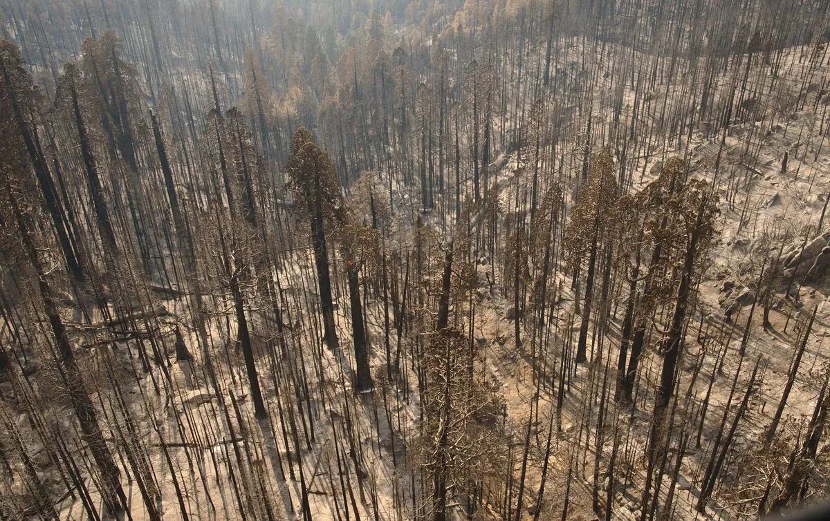 U.S. Forests Face Uphill Battle in Post-Wildfire Recovery Efforts