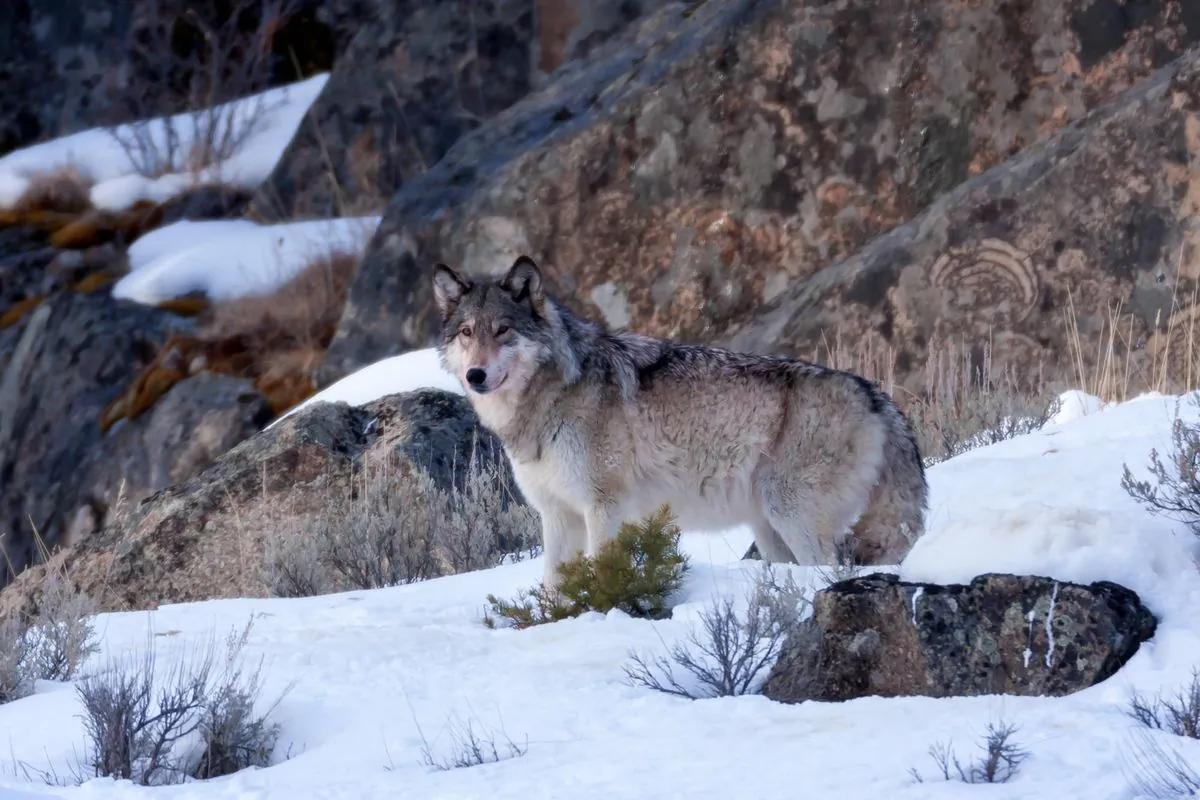 Wyoming Considers Amending Animal Cruelty Law After Wolf Incident