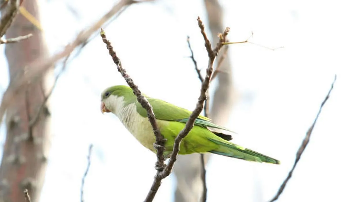 Argentine Town Grapples with Massive Parrot Invasion Amid Deforestation