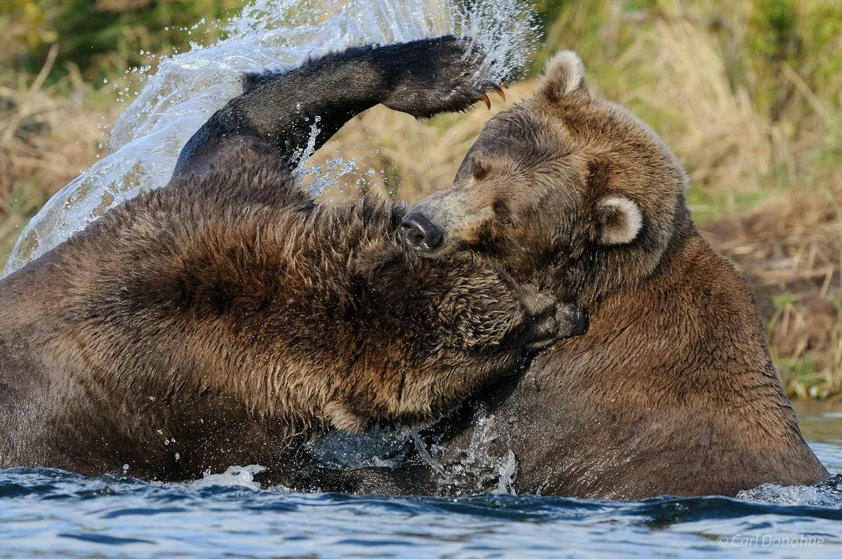 Fatal Bear Fight Disrupts Katmai's Fat Bear Week Preparations