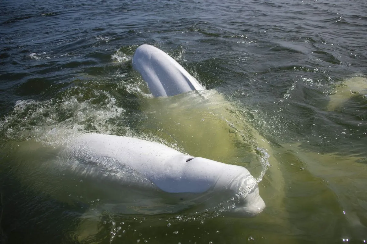 Churchill's Beluga Whales: A Beacon of Hope Amid Arctic Changes