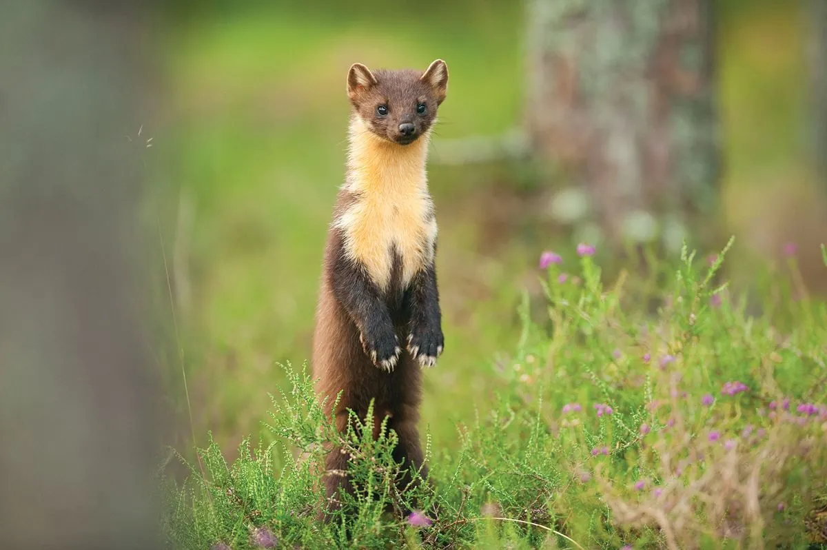 Pine Martens Return to Southern England After Century-Long Absence