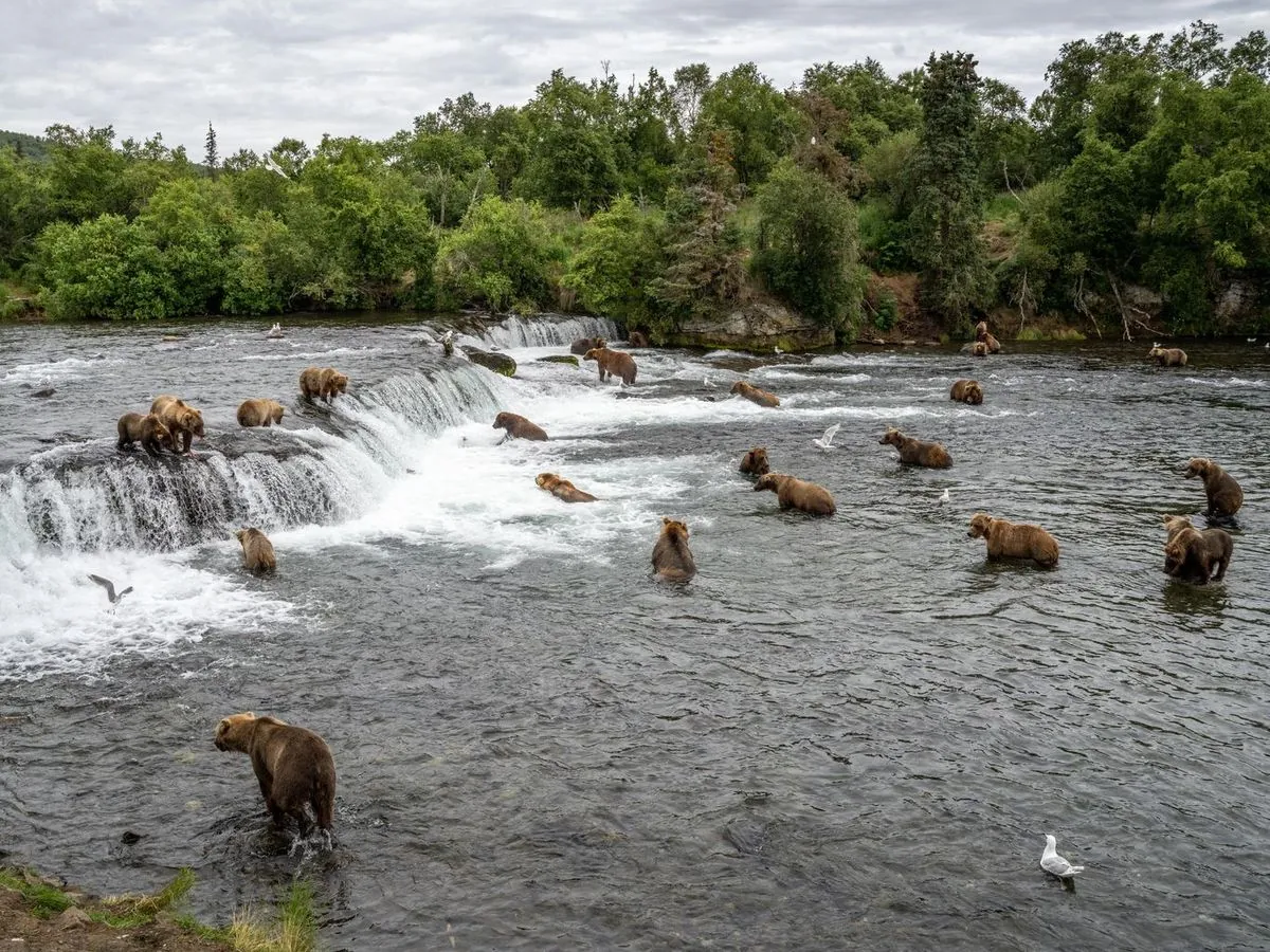 Fat Bear Week 2024: Katmai's Heavyweight Champions Face Off