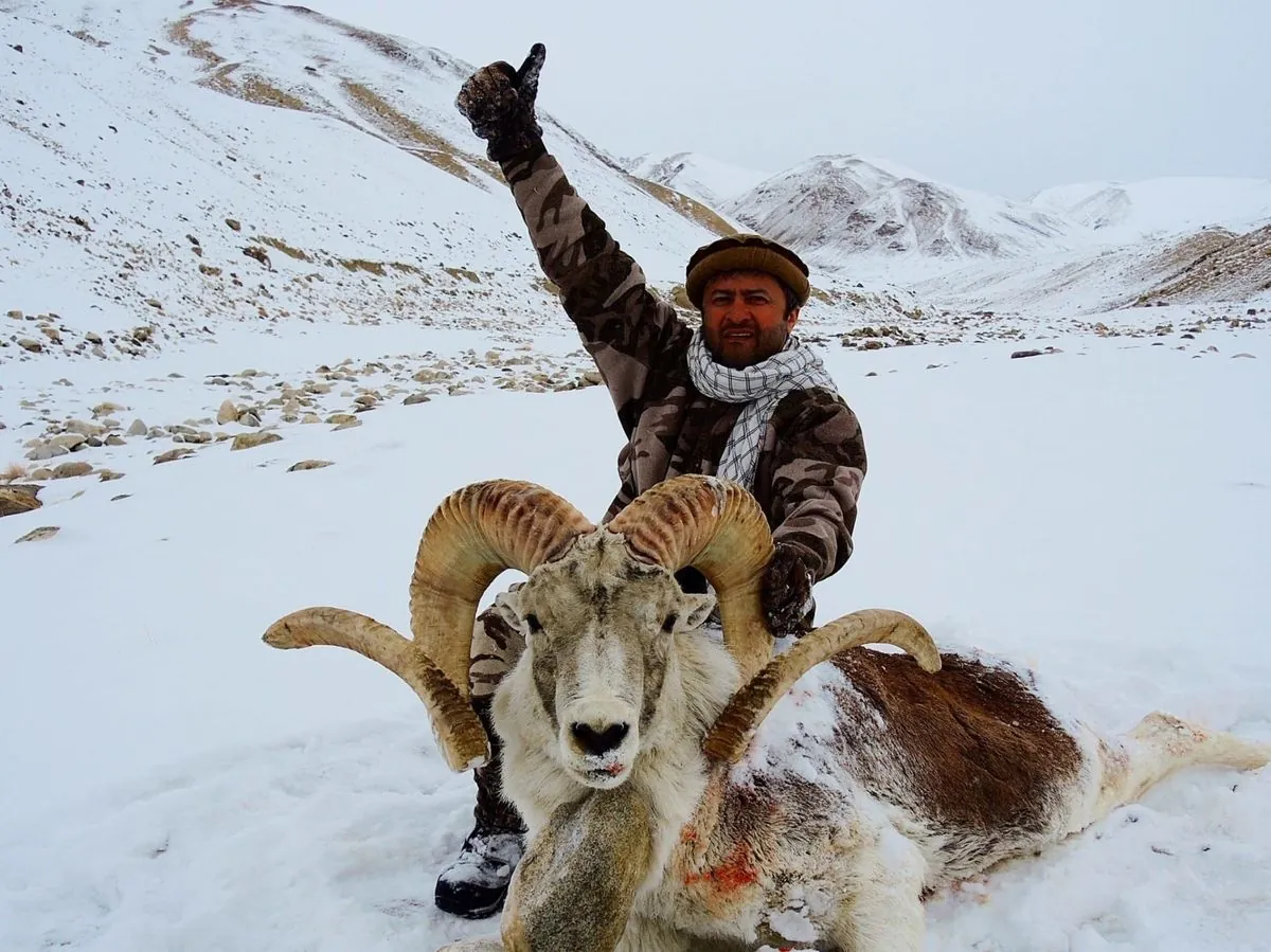 montana-rancher-jailed-for-illegal-sheep-hybridization-scheme