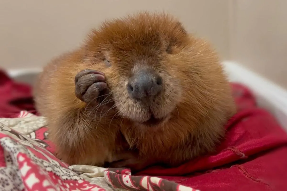 legal-battle-erupts-over-fate-of-rescued-beaver-in-massachusetts