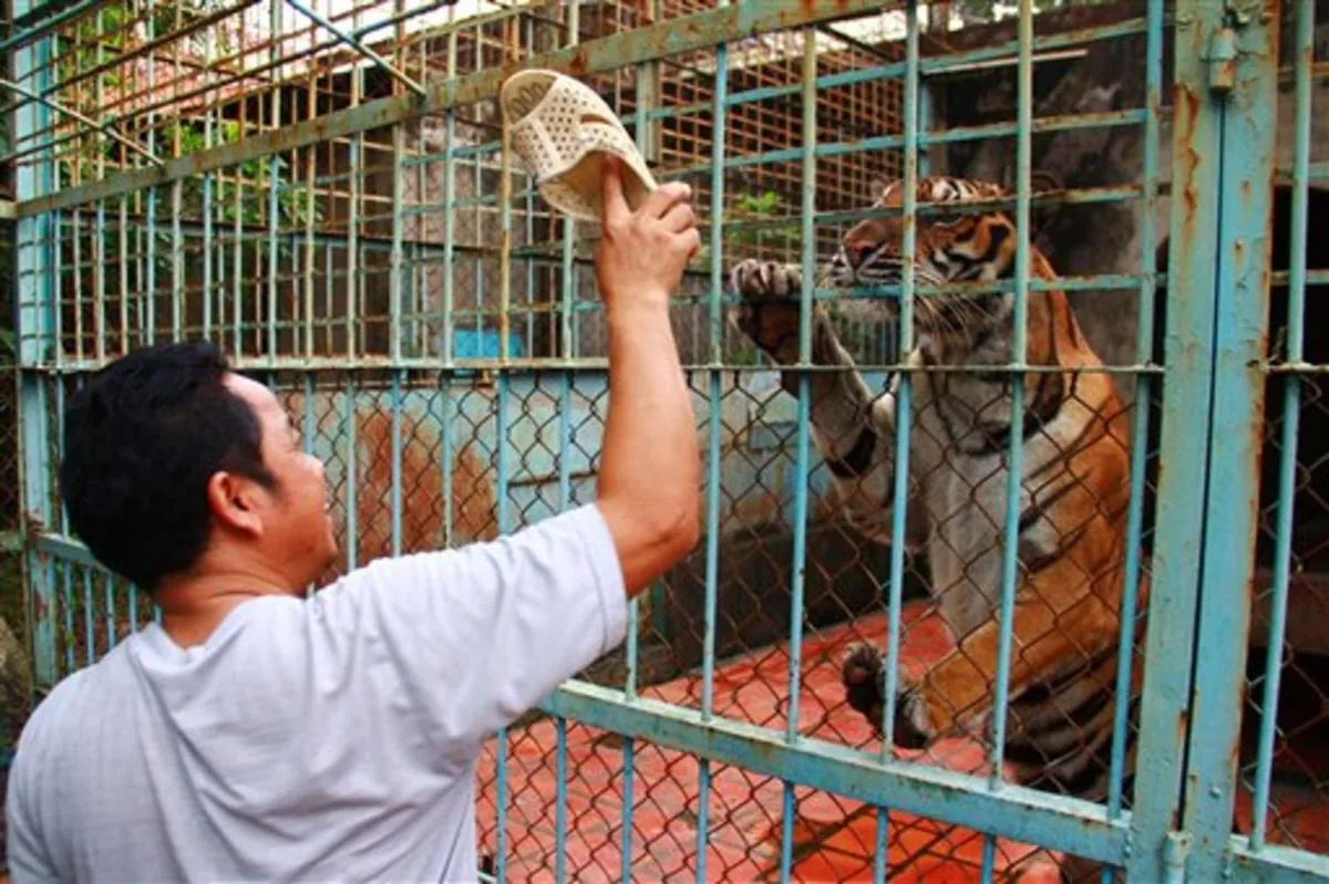 Bird Flu Outbreak Claims Dozens of Captive Tigers and Lions in Vietnam