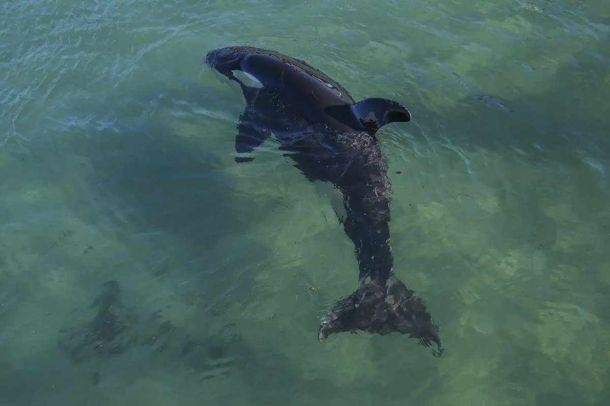 Orca Family Stranded Again in Russian Far East Estuary