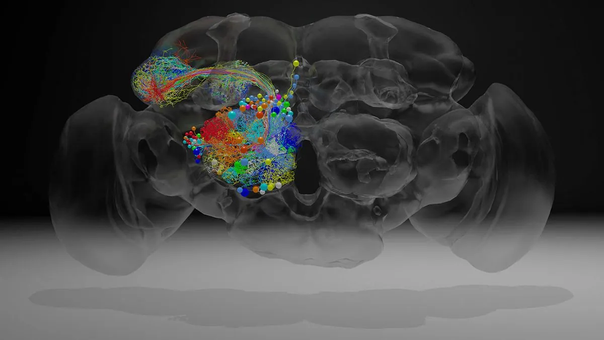 Fruit Fly Brain Mapping: A Leap Towards Understanding Human Neurology