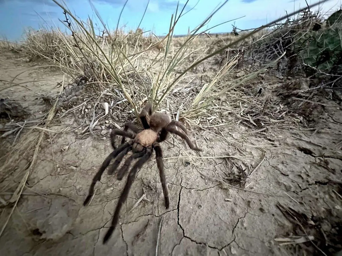 colorado-town-celebrates-tarantula-mating-season-with-unique-festival