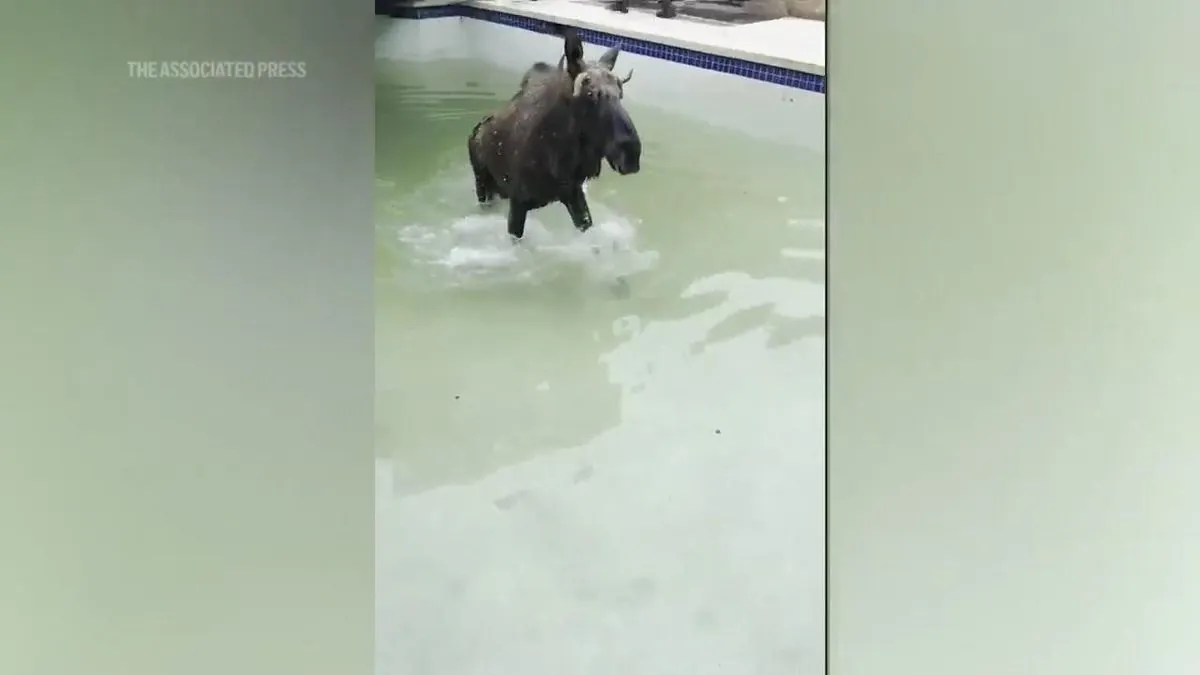 Moose Rescued from New Hampshire Backyard Pool in Unusual Operation