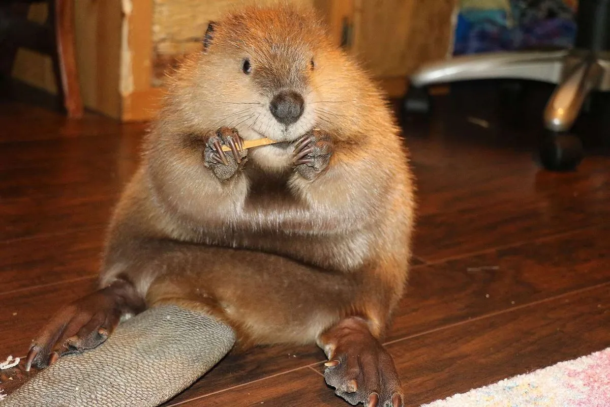 Governor's Intervention Secures Nibi the Beaver's Future at Rescue Center