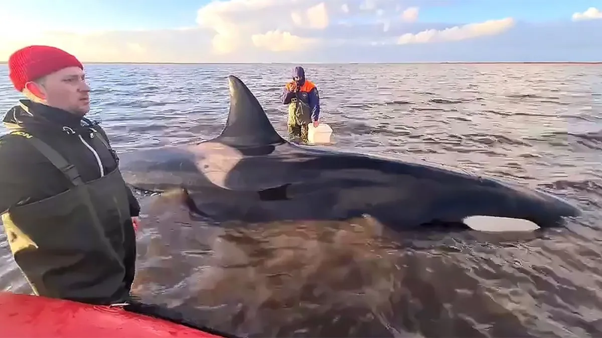 stranded-orca-family-rescued-from-russian-far-east-estuary