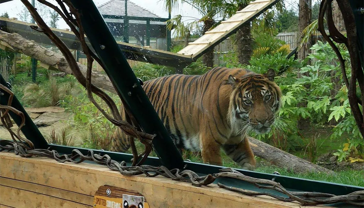 Tiger Tragedy: H5N1 Outbreak Claims Lives at Vietnamese Zoo