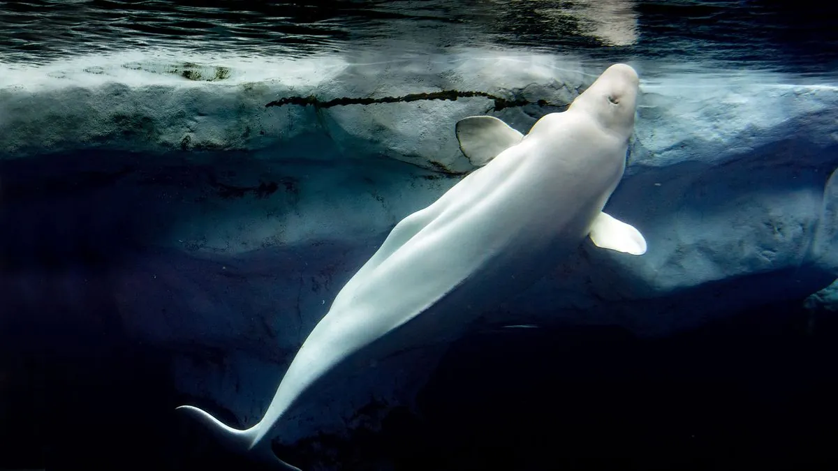 Norwegian Beluga's Death Linked to Bacterial Infection, Not Foul Play