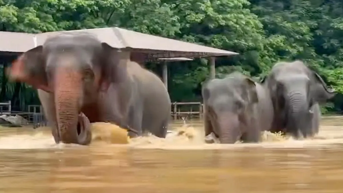 Thailand Races to Save Animals from Chiang Mai Floods