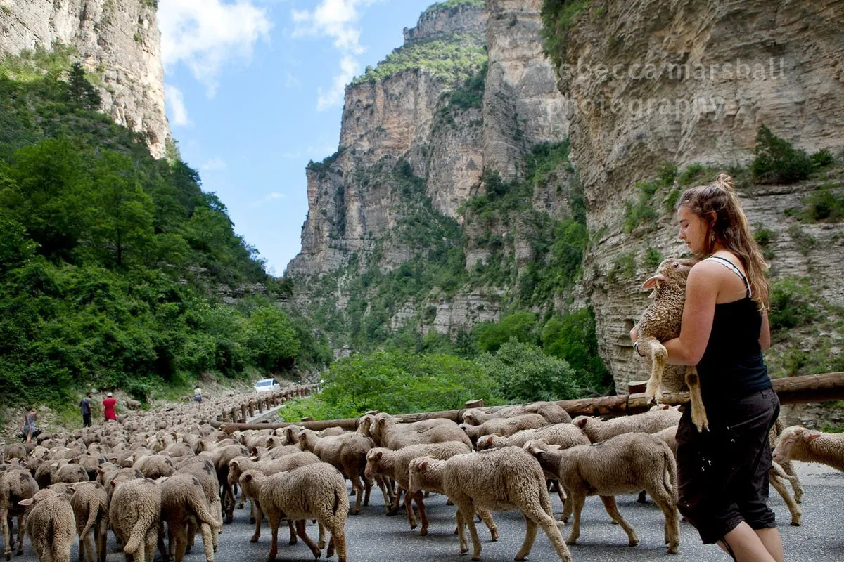 France Pledges €75M Aid for Virus-Stricken Sheep Farms Amid Budget Crunch