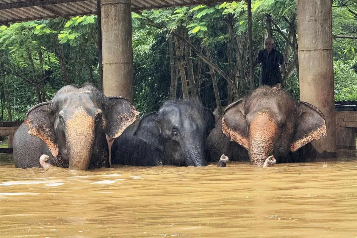 chiang-mai-floods-force-evacuation-of-elephant-sanctuary