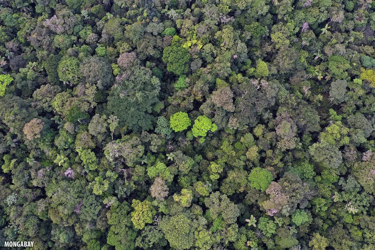 Colombia Proposes Unified UN Climate and Biodiversity Pledge