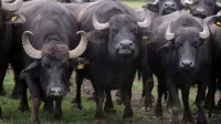 Iowa Water Buffalo's Escape Ends in Owner's Fine and Animal's Rescue