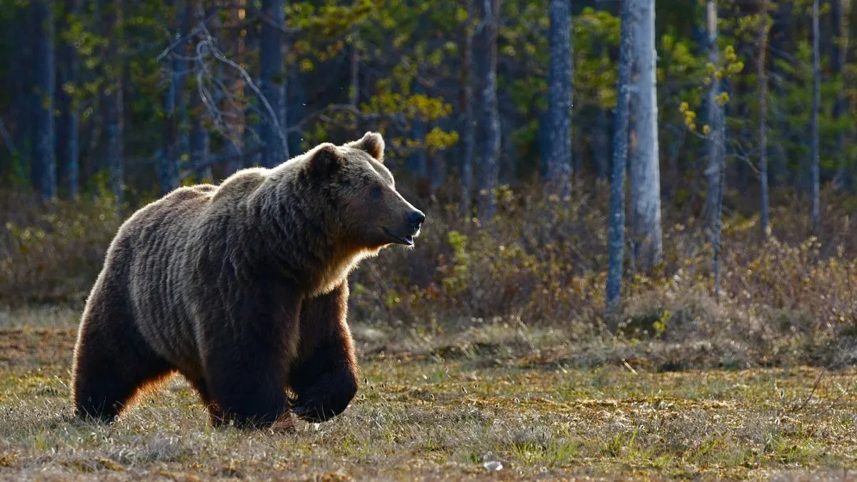 Fatal Bear Attack Claims Life of Mushroom Picker in Northern Slovakia