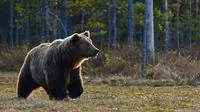 Fatal Bear Attack Claims Life of Mushroom Picker in Northern Slovakia