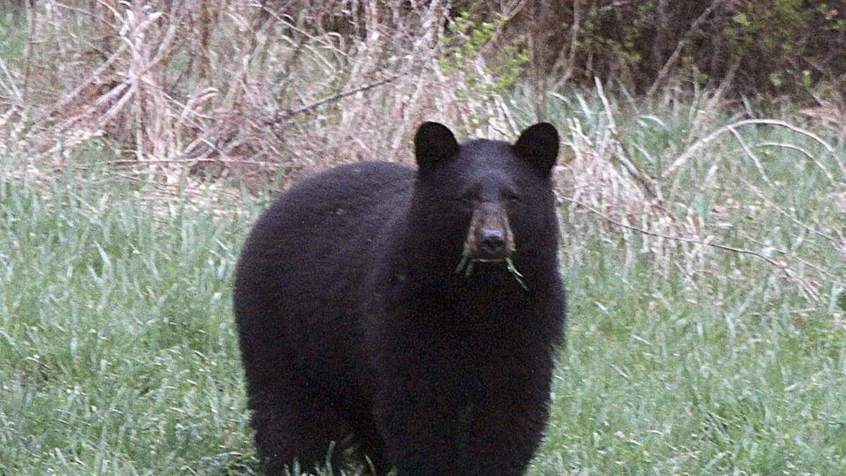 elderly-man-survives-bear-attack-in-colorado-home-four-bears-euthanized