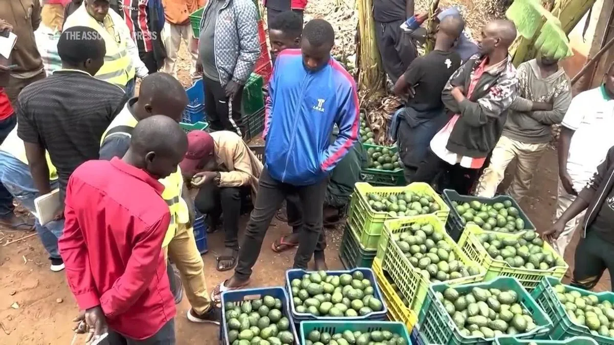 Burundi's Avocado Revolution: Farmers Reap Benefits from New Trade Practices