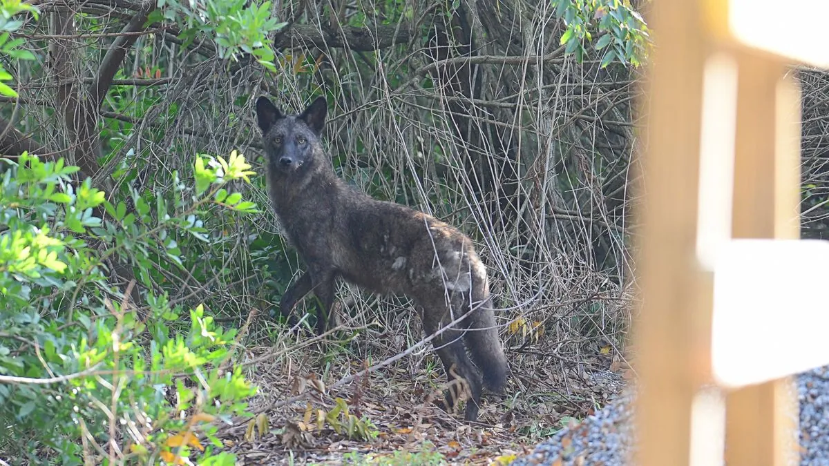 Rare-Colored Wildlife: How Unusual Hues Captivate Human Hearts