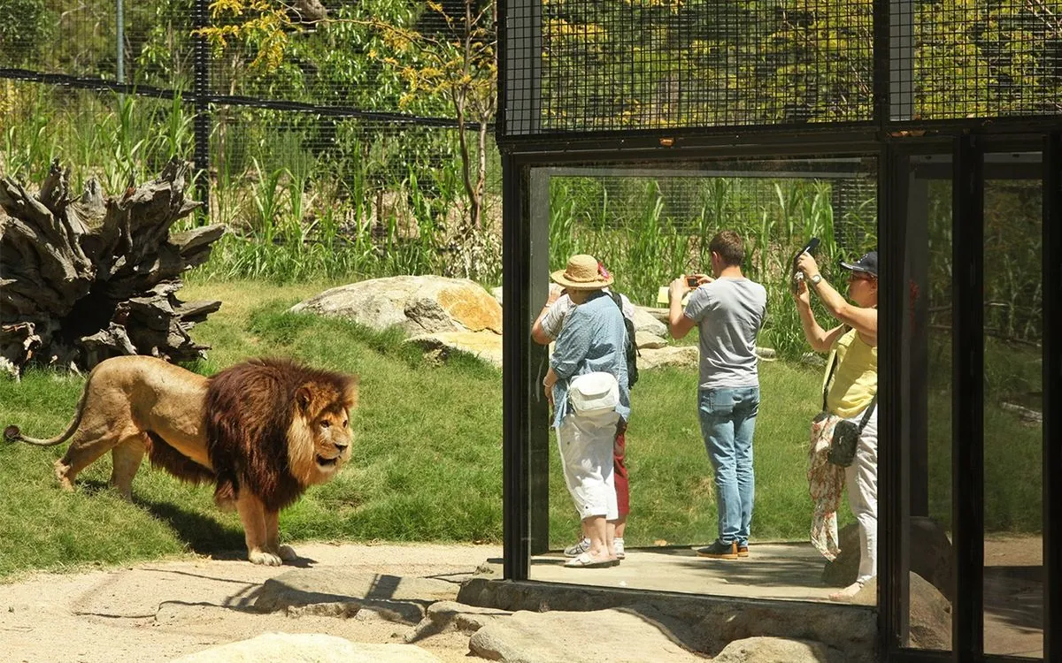 Lion attack kills worker at Crimean wildlife park