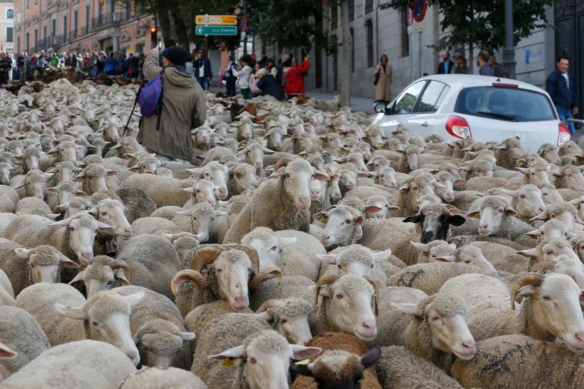 Madrid stops yearly sheep parade due to animal health worries