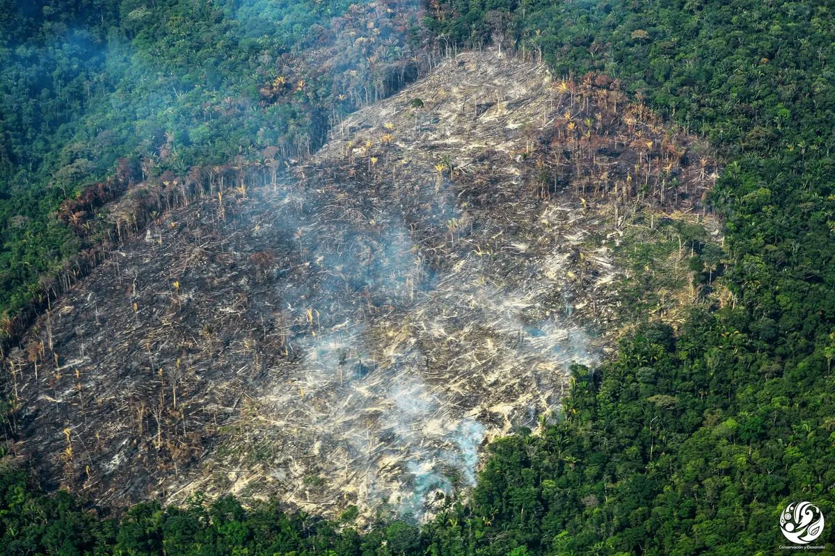 Colombian Amazon: Armed groups control deforestation, hindering conservation