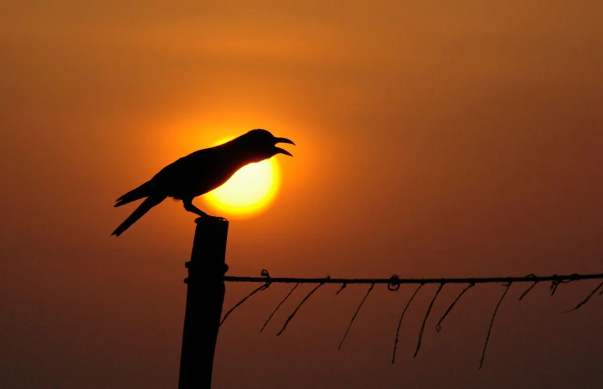 Kenya fights invasive crows to protect native birds