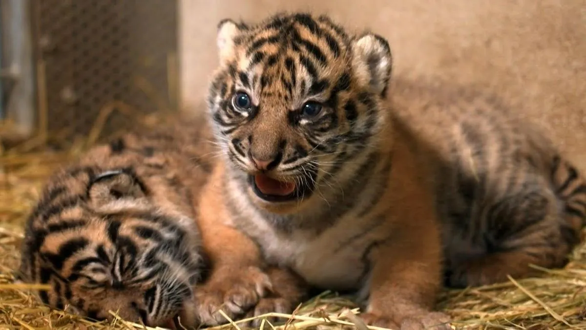 Polish zoo welcomes rare Sumatran tiger cubs