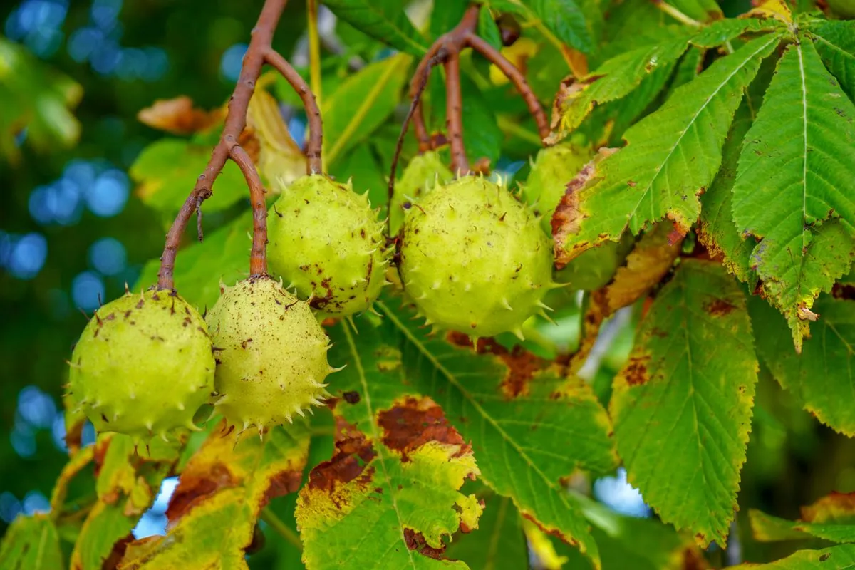 82-year-old 'King Conker' cleared in World Championship controversy