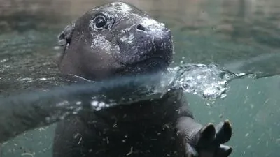 From baby hippo to Hail Mary: Week's most eye-catching moments around the globe