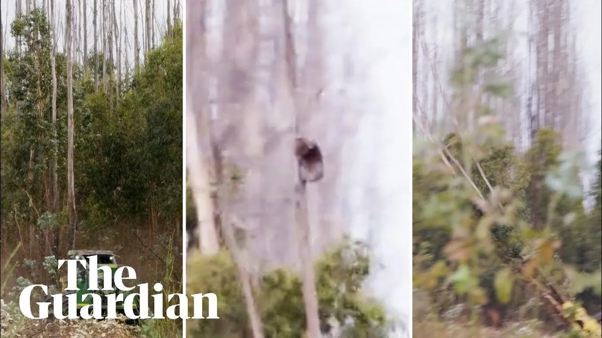 Australian forest clearing leaves shocking traces of lost koala homes