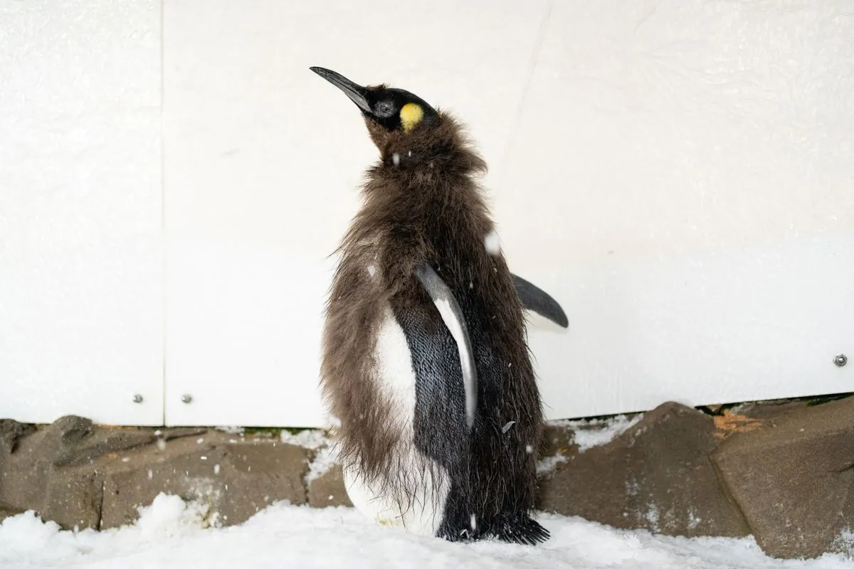 Lost Antarctic visitor: Rare emperor penguin shows up on Australian beach