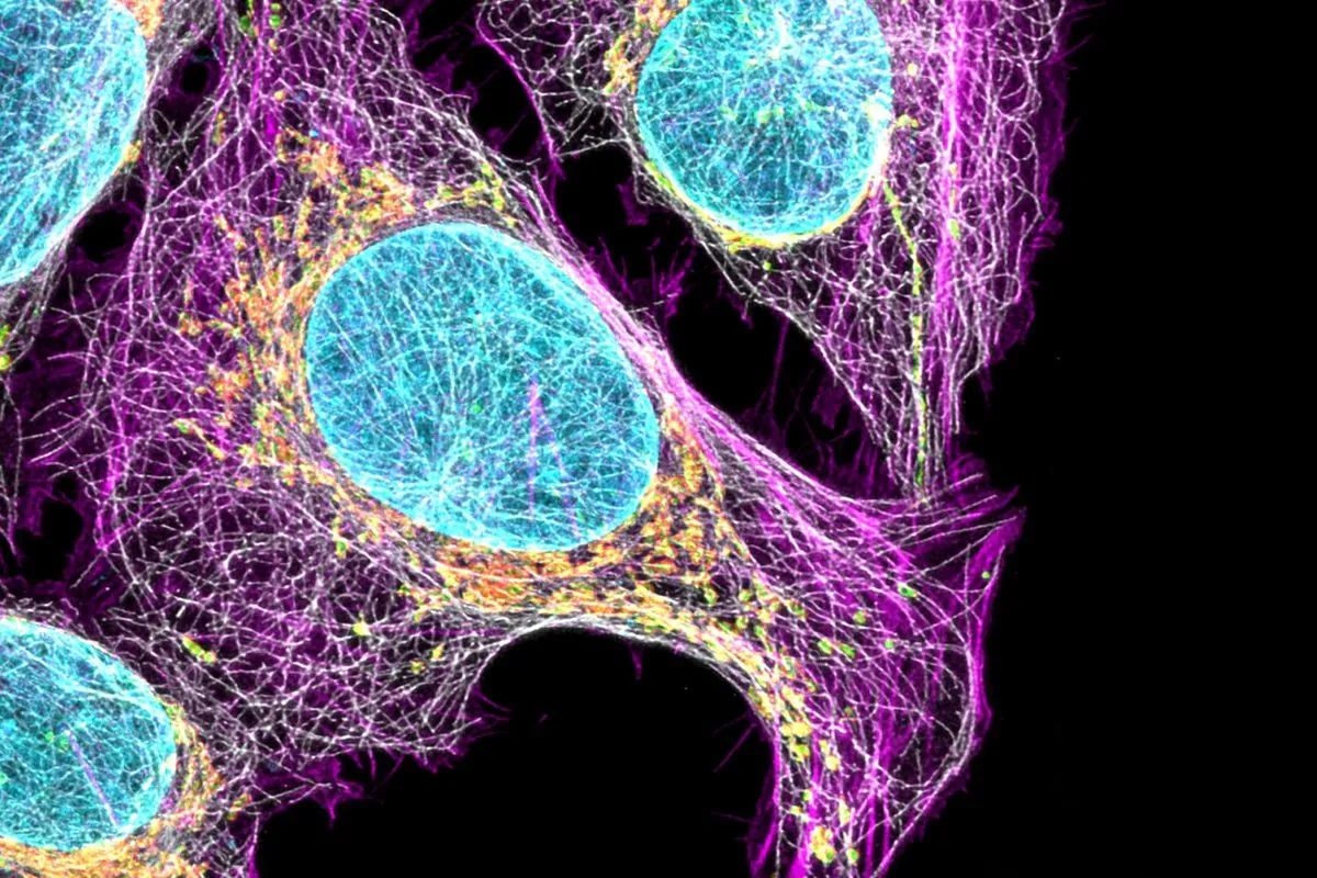 Global scientists map human cells: Major breakthrough in body understanding