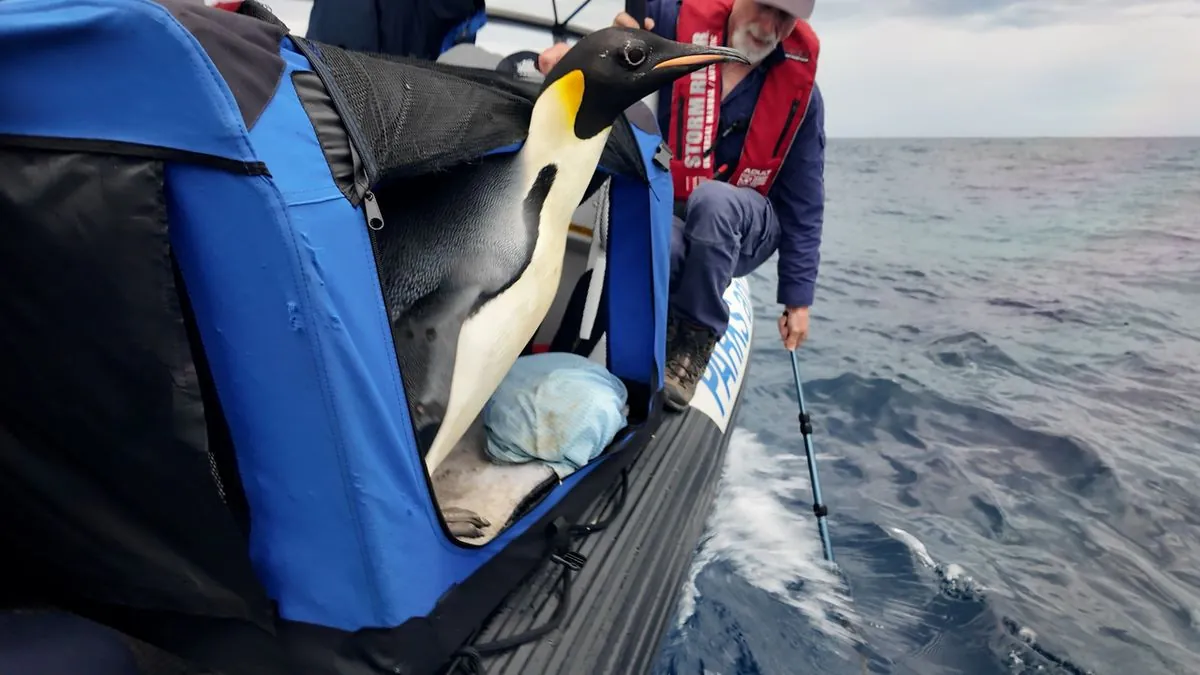 Rare Antarctic visitor: Emperor penguin's unexpected Australian beach trip ends