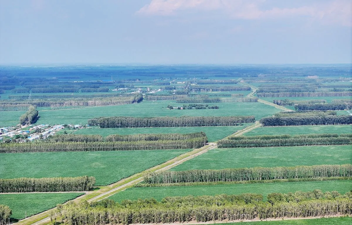 China wraps up world's longest tree wall project around massive desert