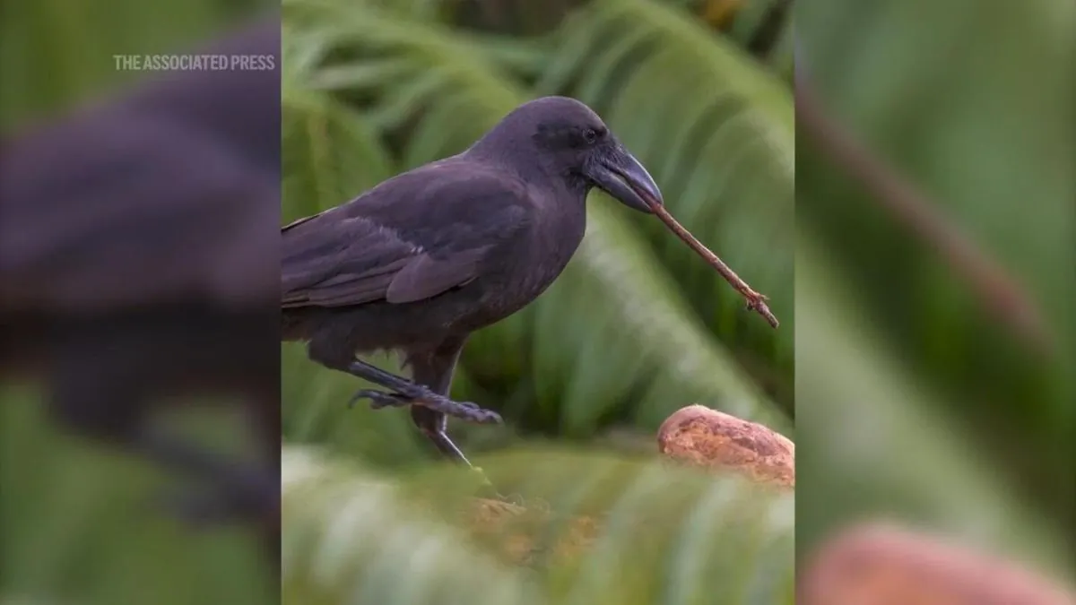 Rare Hawaiian birds make historic comeback on new island after 22-year absence