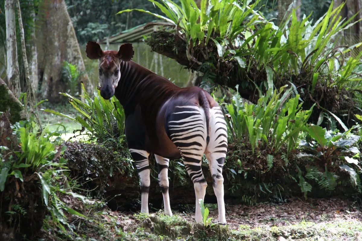 Chinese mining firm's actions raise questions in Congo's protected forest zone